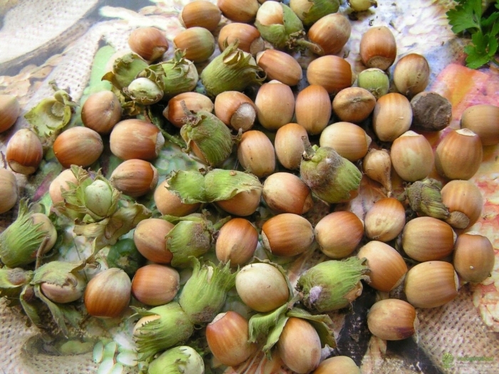 Лесной орех лещина