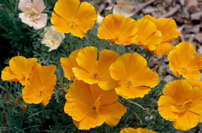 Калифорнийский мак (эшшольция)