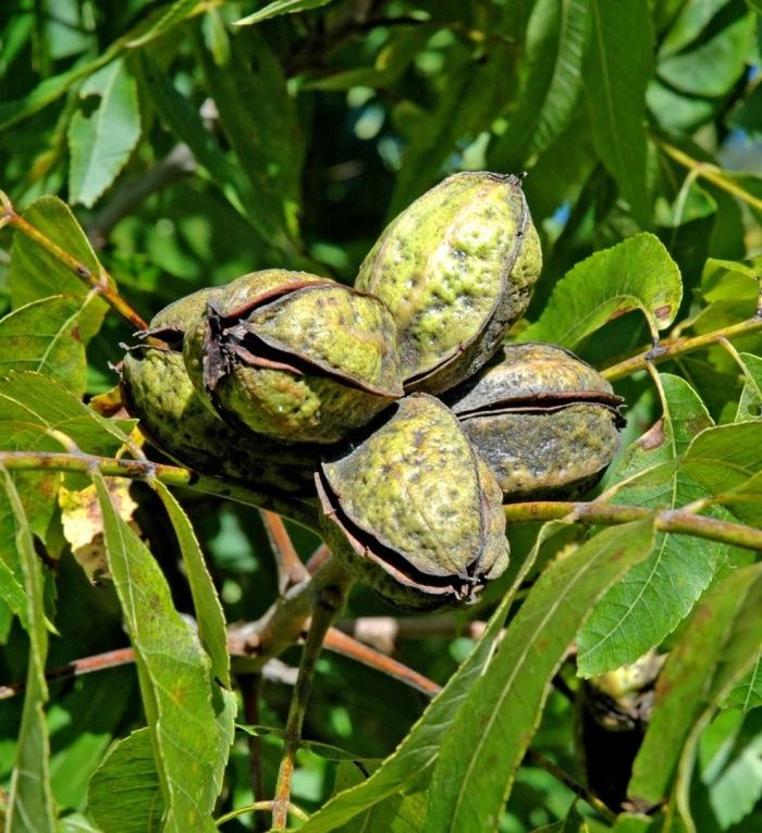 Пекан орех дерево