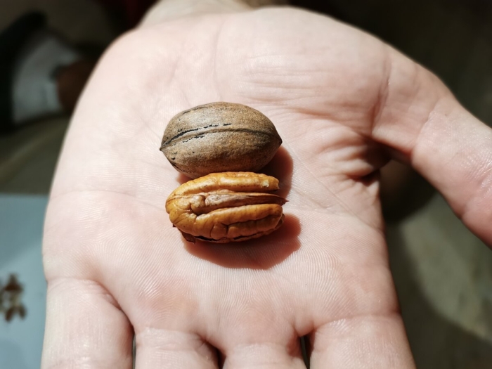 Пекан и грецкий орех