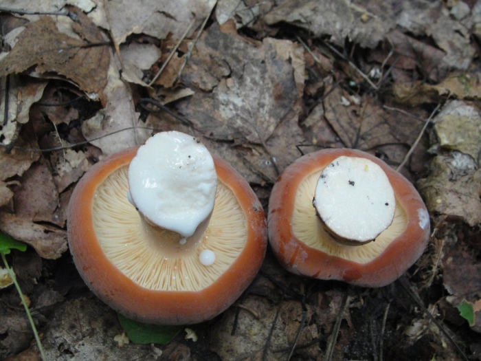 Lactarius volemus подмолочник
