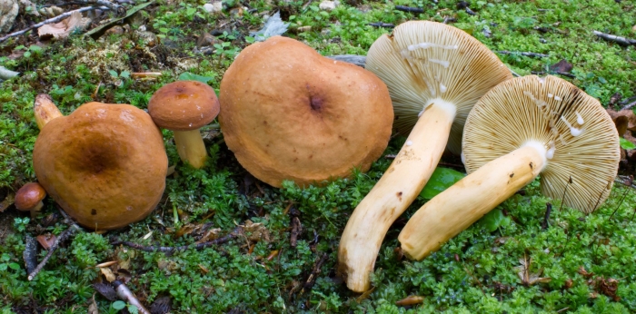Lactarius circellatus