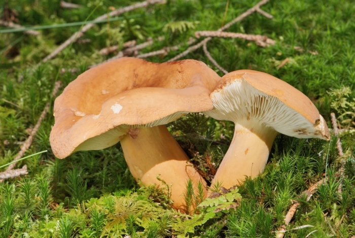 Lactarius pubescens