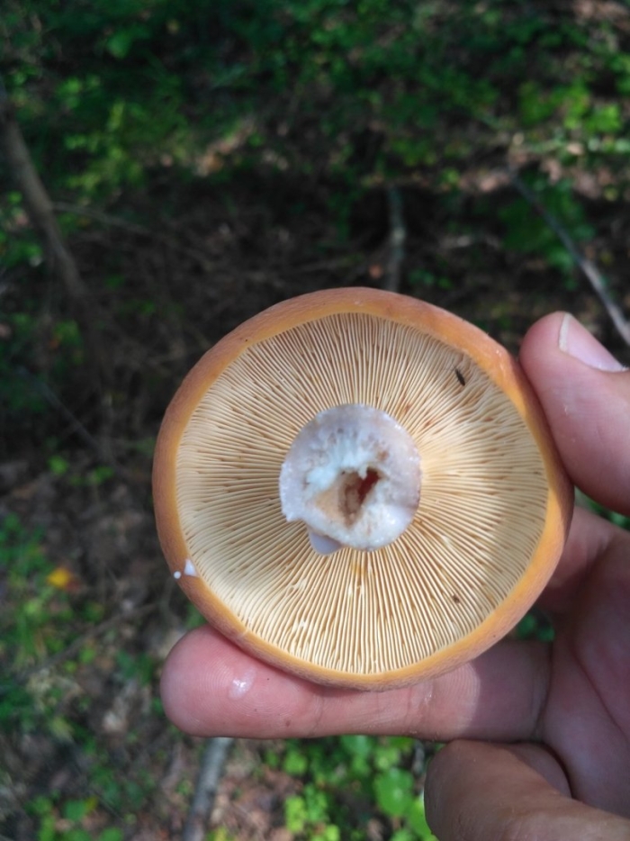 Рыжик сосновый боровой lactarius deliciosus
