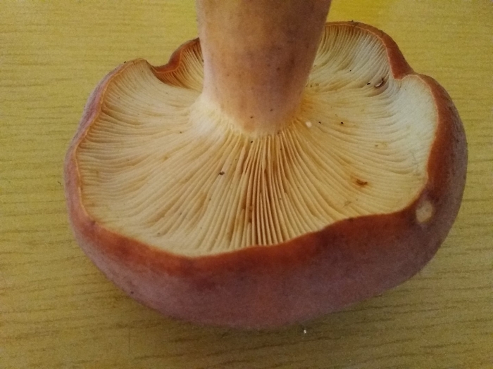 Гриб млечник горькушка