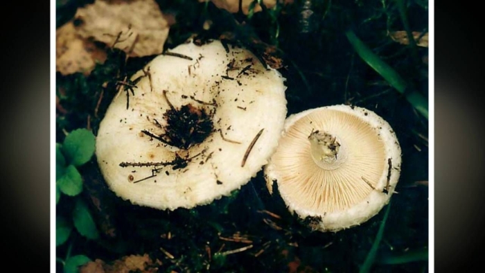 Гриб груздь белый