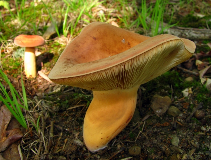 Lactarius volemus