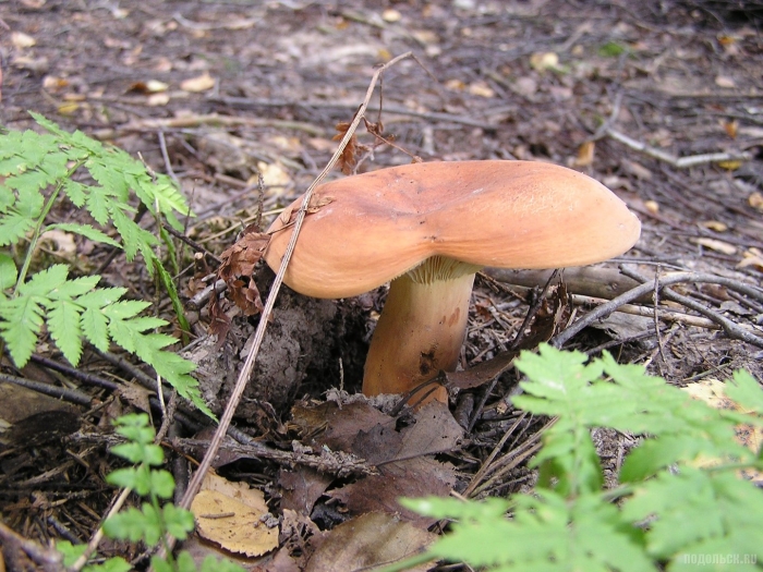 Подмолочник молочай