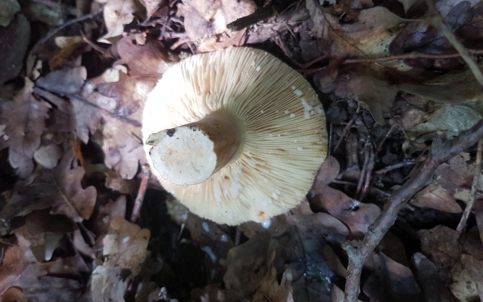 Груздь бахромистый