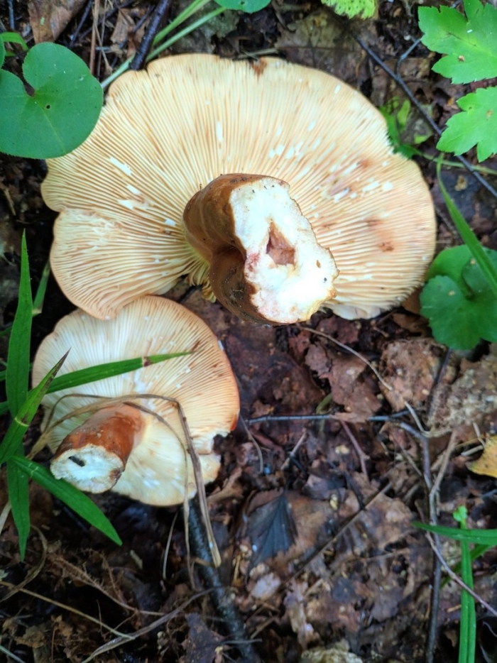 Lactarius vinaceorufescens