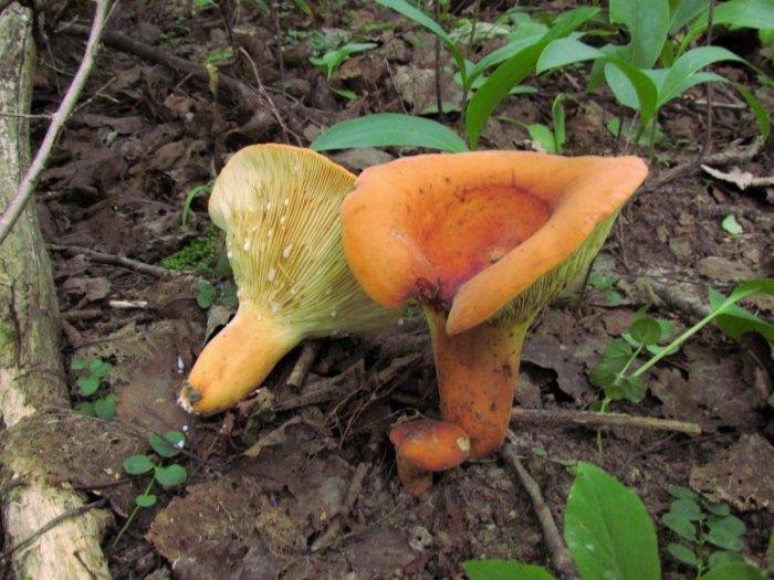 Подмолочник гриб