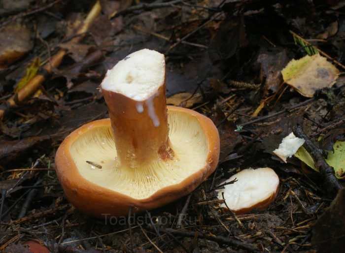 Подмолочник молочай гриб