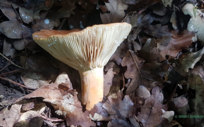 Груздь бахромистый lactarius citriolens