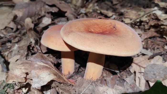 Груздь красно коричневый