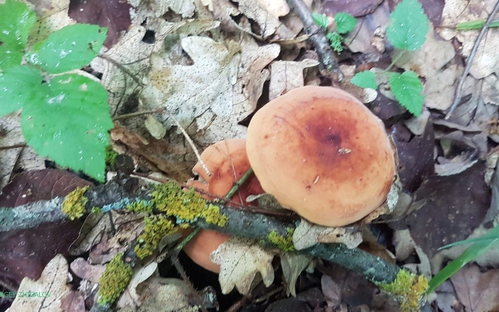 Млечник подорешник