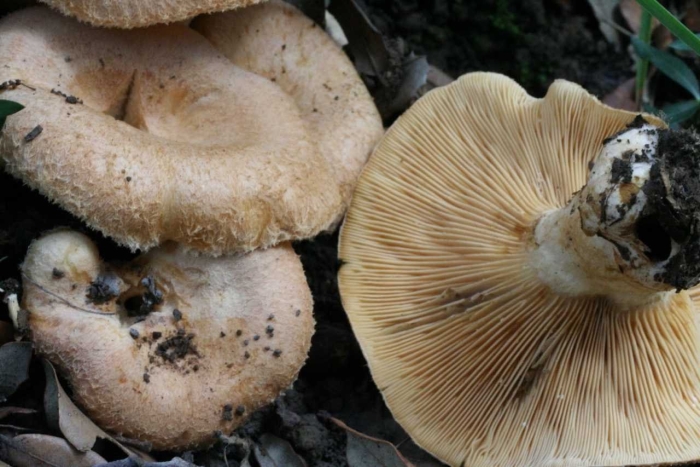Lactarius chrysorrheus