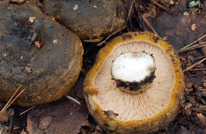 Груздь настоящий черный