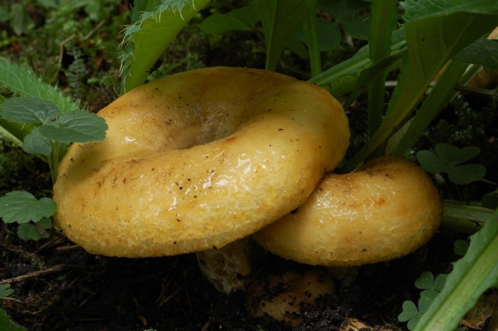 Груздь жёлтый lactarius scrobiculatus