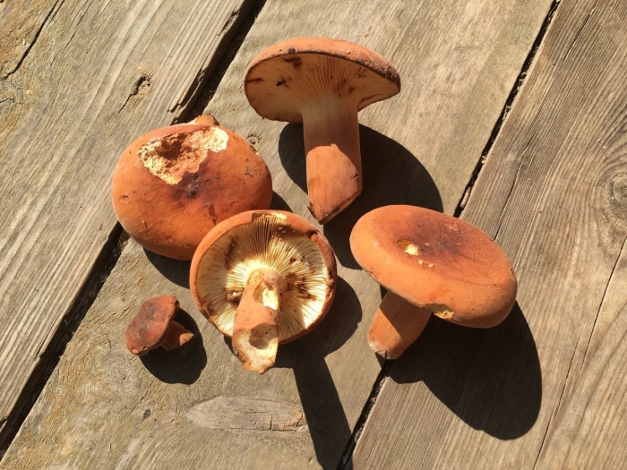 Lactarius volemus