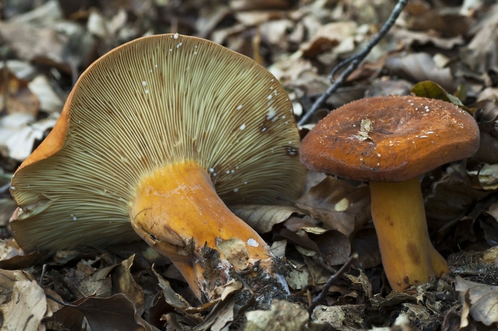 Млечник гриб краснушка