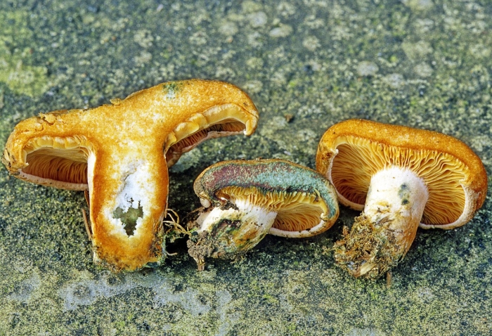 Подорешник сахалинский гриб