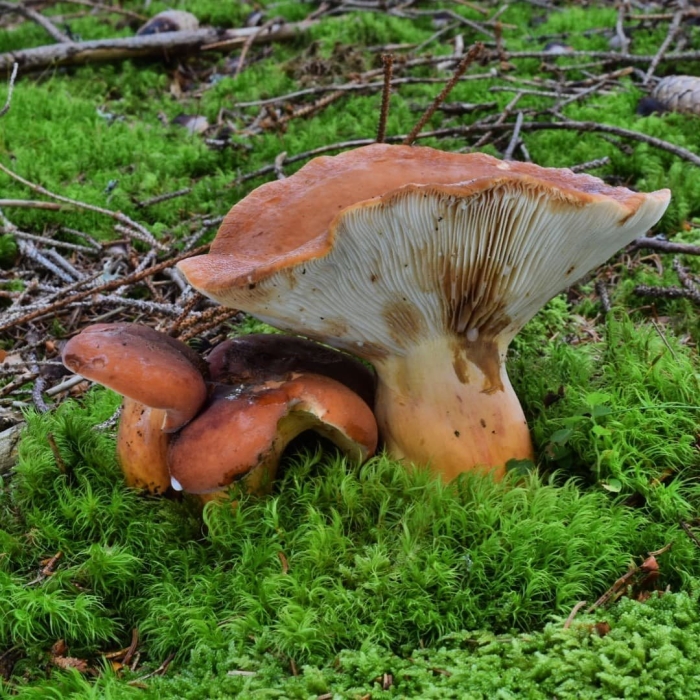 Рыжик сосновый боровой lactarius deliciosus