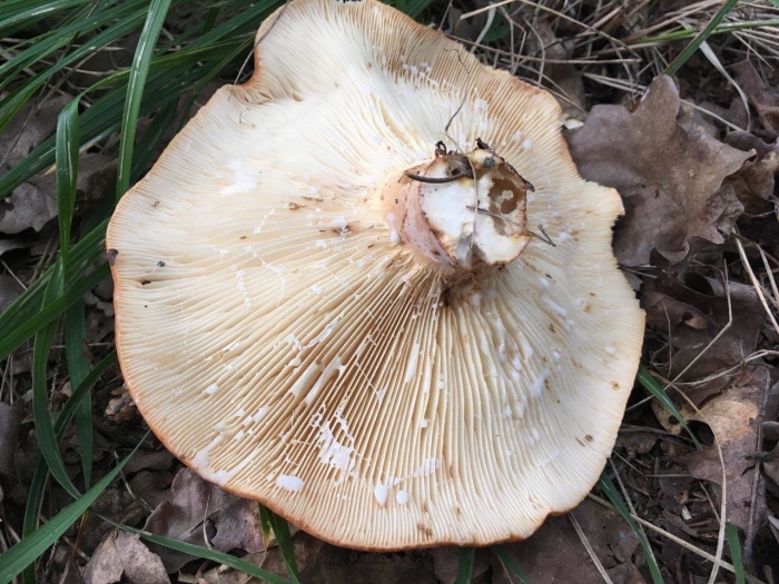 Млечник ольховый гриб