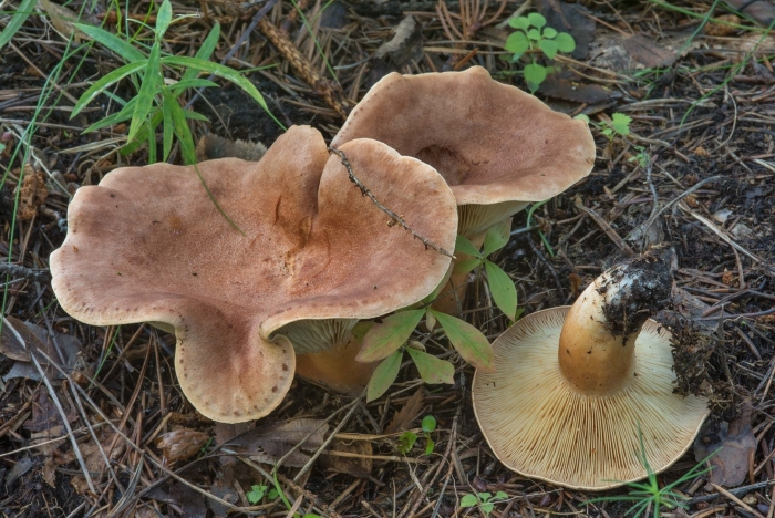 Млечник серо розовый lactarius helvus