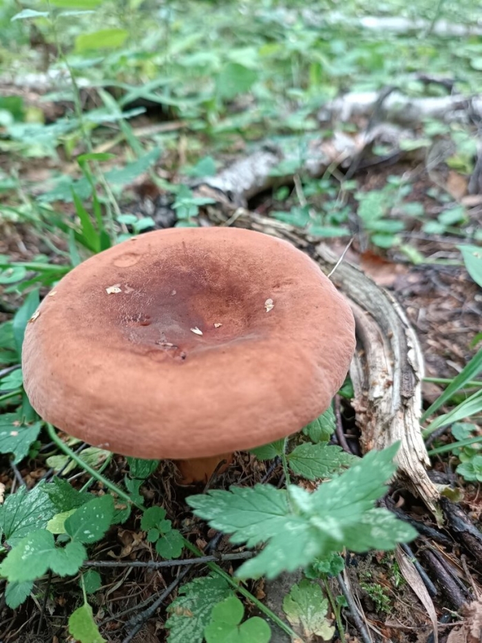 Млечник горькушка