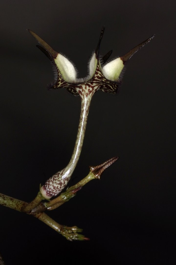 Ceropegia stapeliiformis