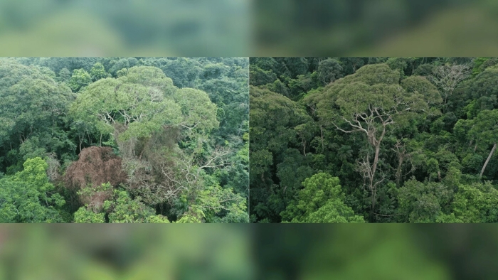 Вечнозелёные тропические леса южной америки