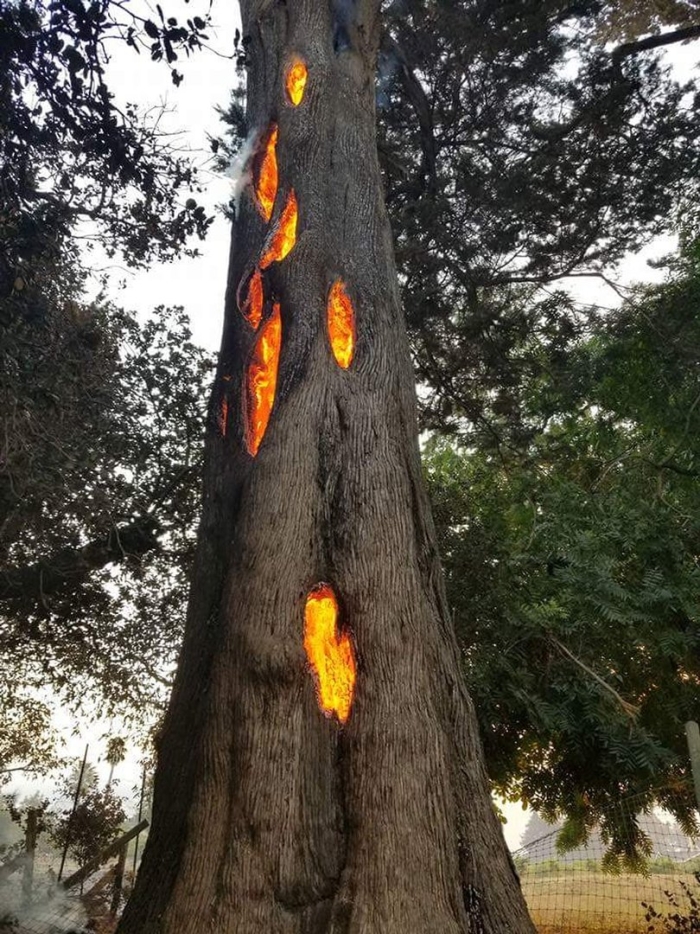 Tree burning