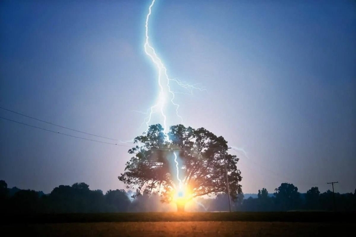 Молния ударила в дерево