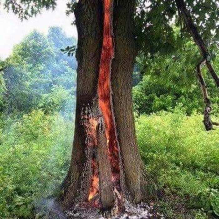 Расщепленное дерево молнией