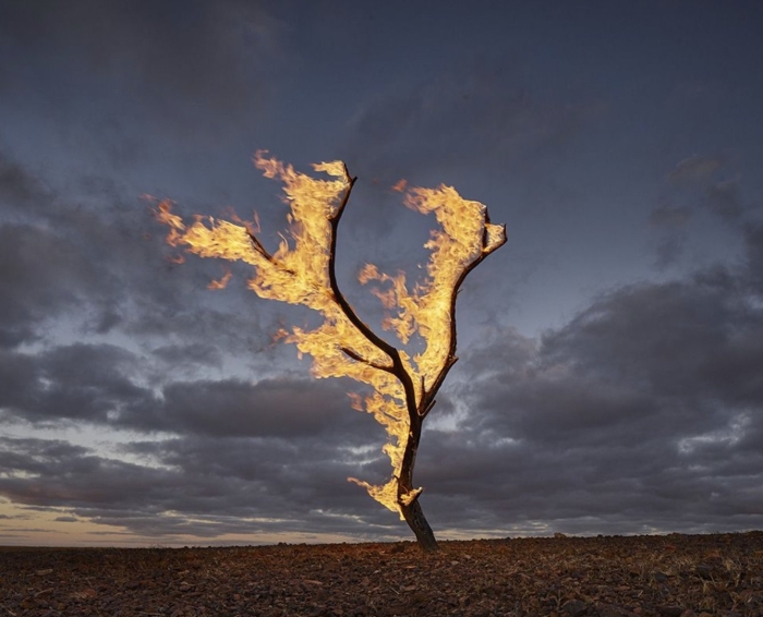 Сгоревшее дерево