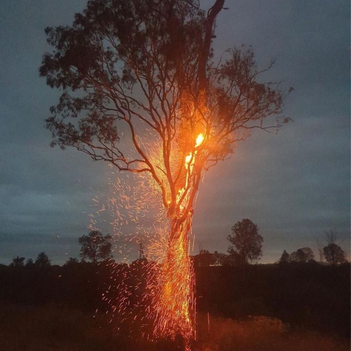 Горящее дерево