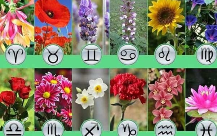 Растения по знаку зодиака