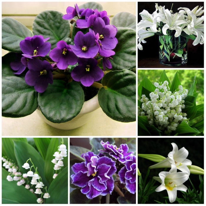 Фиалка узамбарская