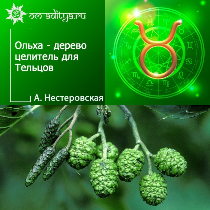 Ольха серая alnus incana