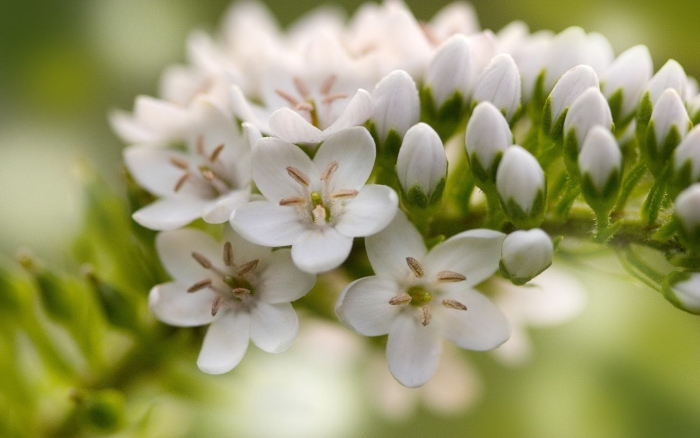 Белые цветки