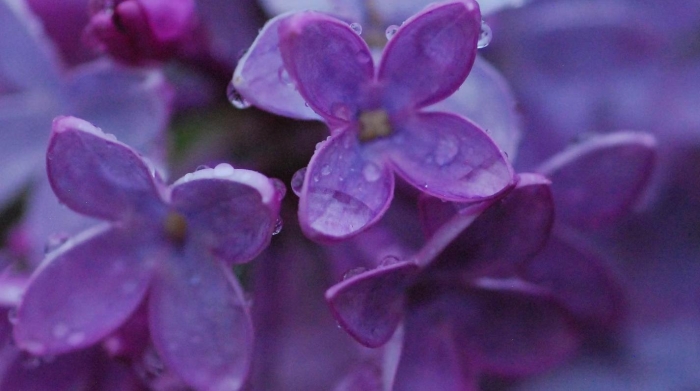 Фиолетовая сирень