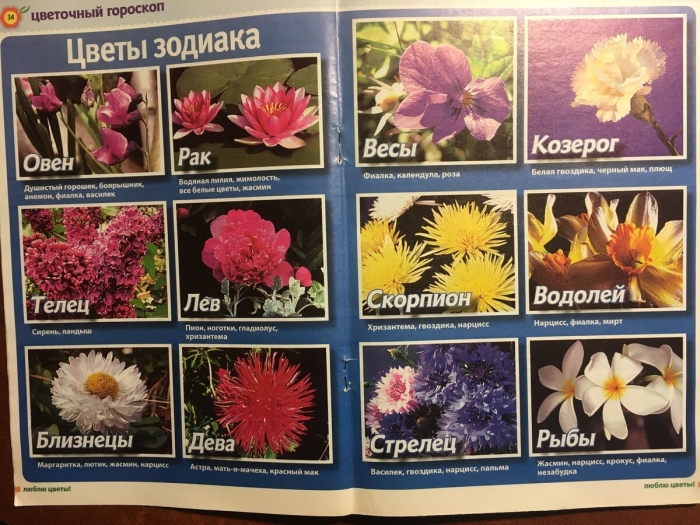 Цветы знаков зодиака