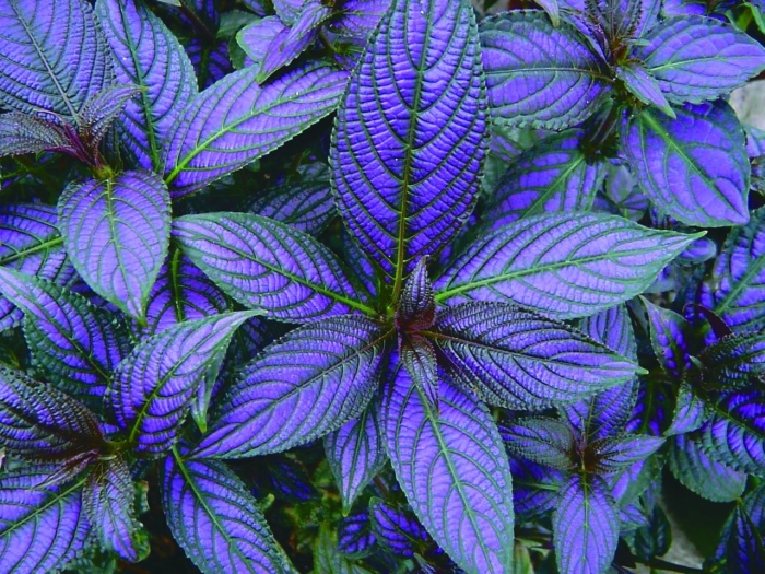 Стробилантес дайера