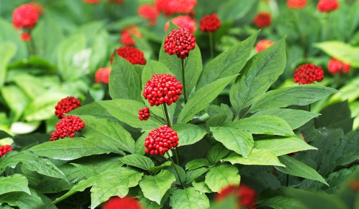 Женьшень панакс