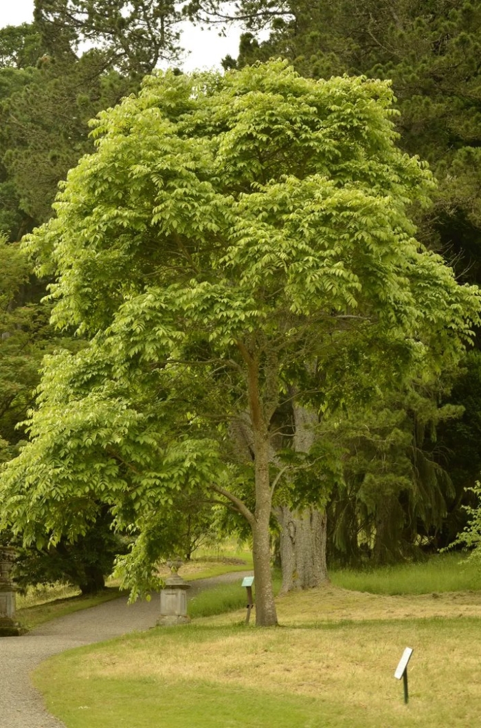 Клен маньчжурский acer mandshuricum