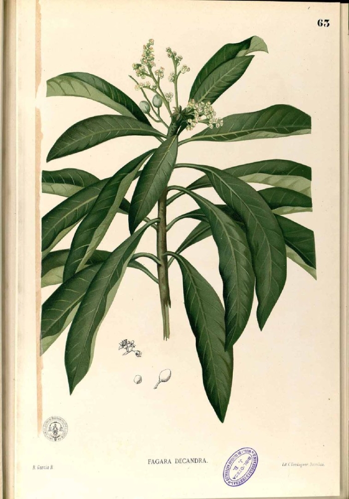 Растения семейства