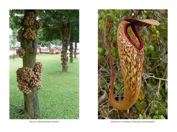 Необычные растения растение