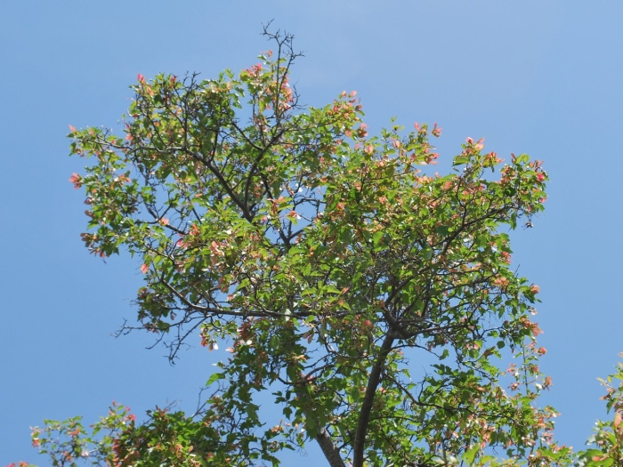 Клен семенова