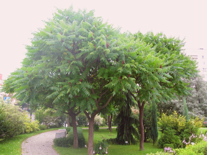 Сумах оленерогий дерево