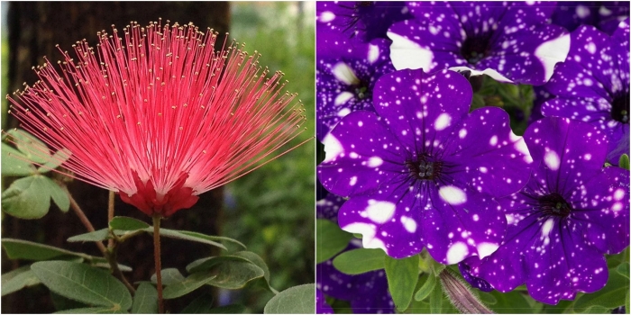 Calliandra haematocephala